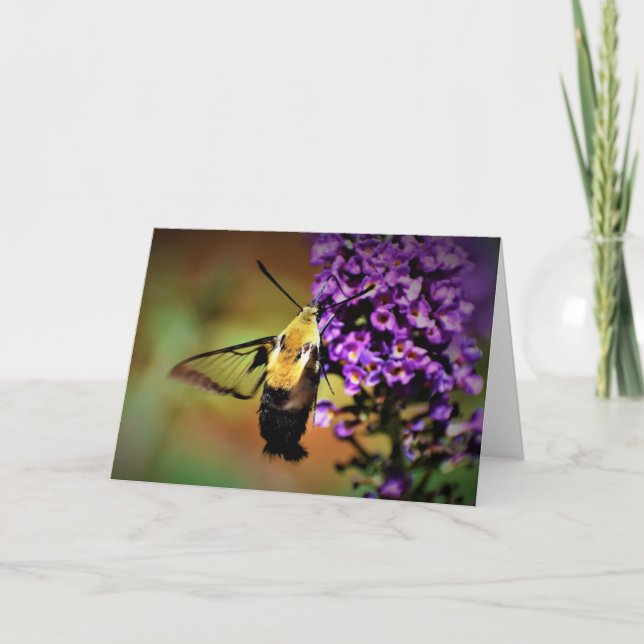 Hummingbird Moth, carte (Devant)