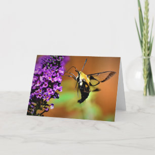 Hummingbird Moth, carte