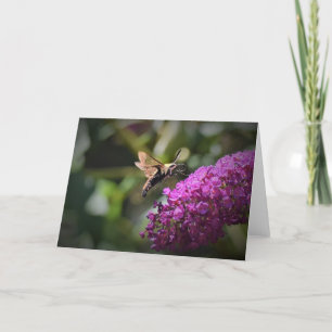 Hummingbird Moth, carte