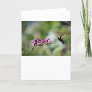 Hummingbird Moth, carte
