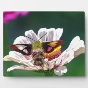 Hummingbird Moth Fotoplatte