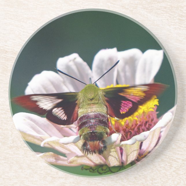 Hummingbird Moth Getränkeuntersetzer (Vorne)