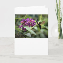 Hummingbird Moth, Karte