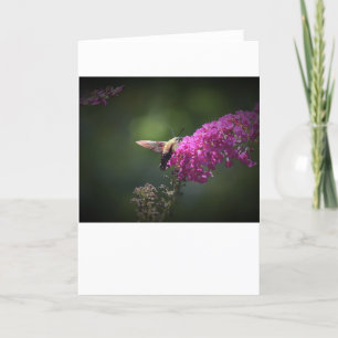 Hummingbird Moth, Karte