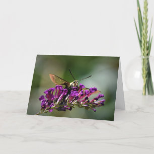 Hummingbird Moth, Karte