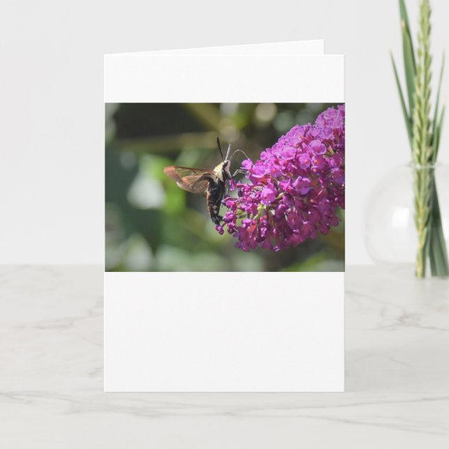Hummingbird Moth, Karte (Vorderseite)