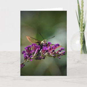 Hummingbird Moth, Karte