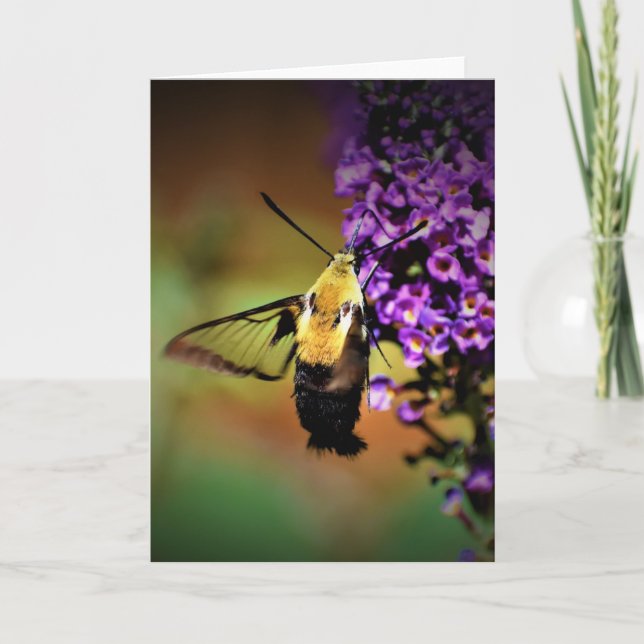 Hummingbird Moth, Karte (Vorderseite)