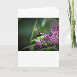 Hummingbird Moth, Karte