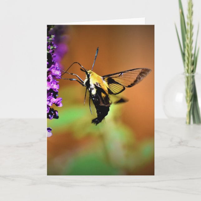 Hummingbird Moth, Karte (Vorderseite)