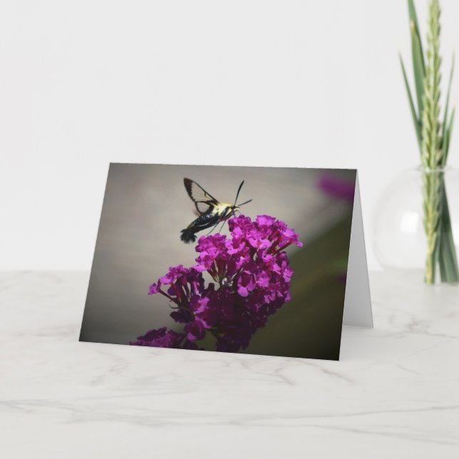 Hummingbird Moth, Karte (Vorderseite)