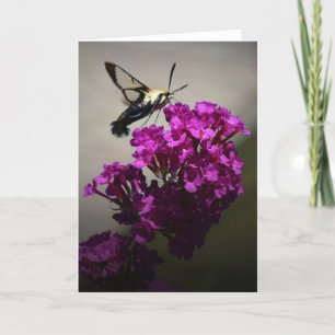 Hummingbird Moth, Karte