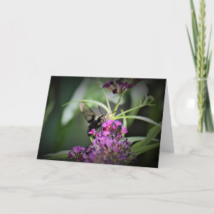 Hummingbird Moth, Karte