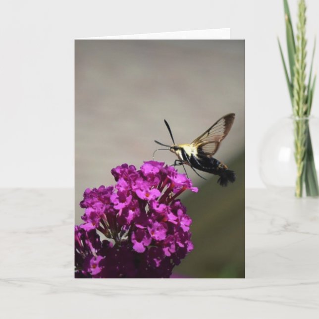 Hummingbird Moth, Karte (Vorderseite)