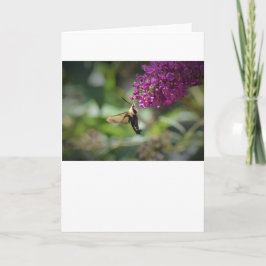 Hummingbird Moth, Karte