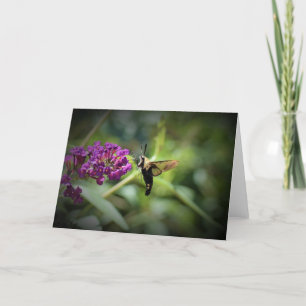 Hummingbird Moth, Karte