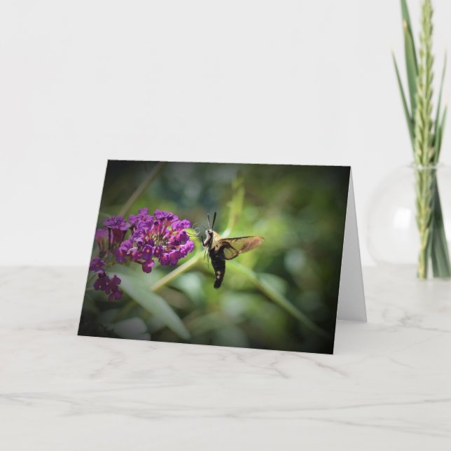 Hummingbird Moth, Karte (Vorderseite)
