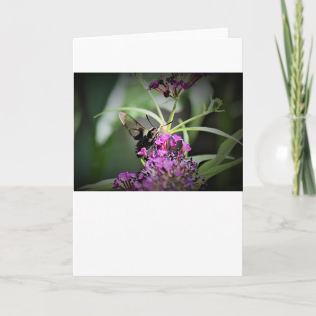 Hummingbird Moth, Karte (Vorderseite)