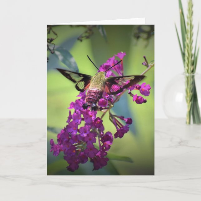 Hummingbird Moth, Karte (Vorderseite)