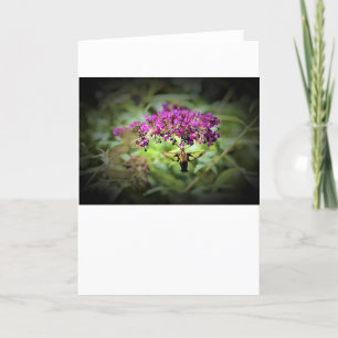 Hummingbird Moth, Karte