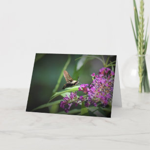 Hummingbird Moth, Karte
