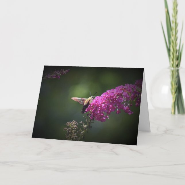 Hummingbird Moth, Karte (Vorderseite)