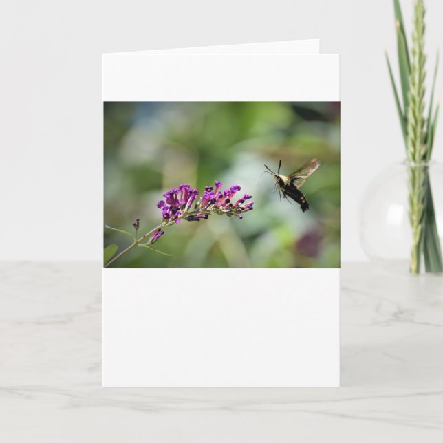 Hummingbird Moth, Karte (Vorderseite)