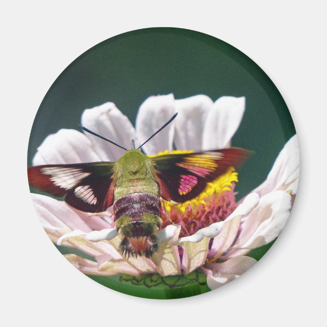 Hummingbird Moth Magnet (Vorne)
