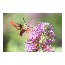Hummingbird Moth on Butterfly Bush