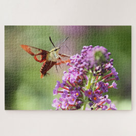 Hummingbird Moth on Butterfly Bush