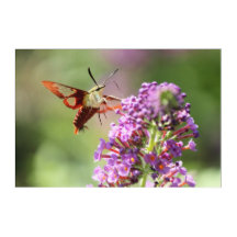Hummingbird Moth on Butterfly Bush