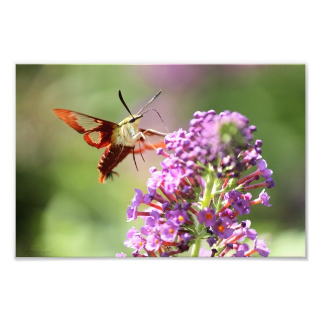 Hummingbird Moth on Butterfly Bush Fotodruck (Vorne)