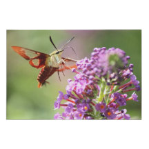 Hummingbird Moth on Butterfly Bush