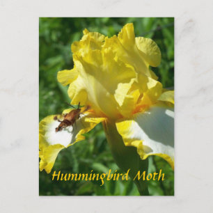HUMMINGBIRD MOTH POSTKARTE