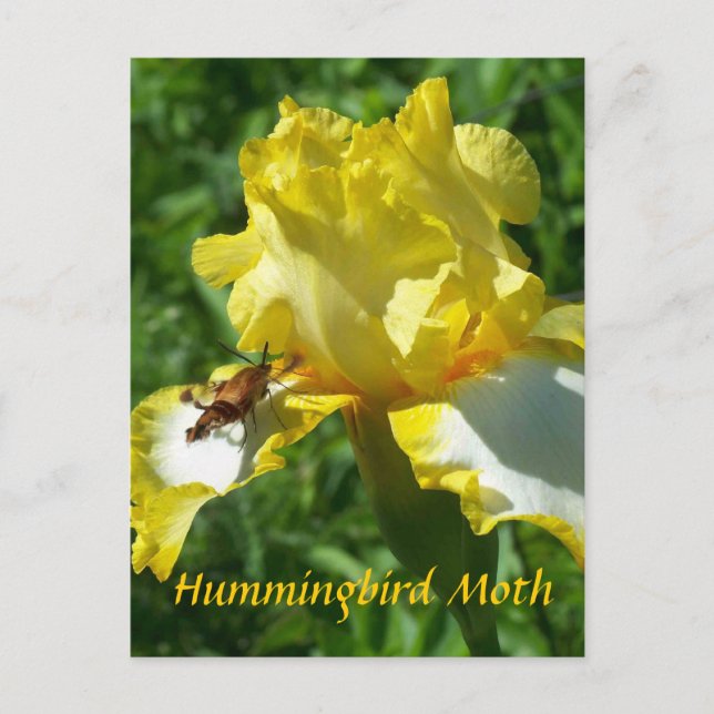 HUMMINGBIRD MOTH POSTKARTE (Vorderseite)