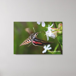Hummingbird Moth Premium Wrapped Canvas Leinwanddruck