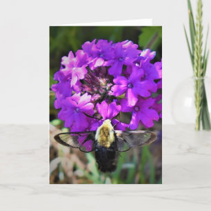 Hummingbird Moth & Verbena, carte