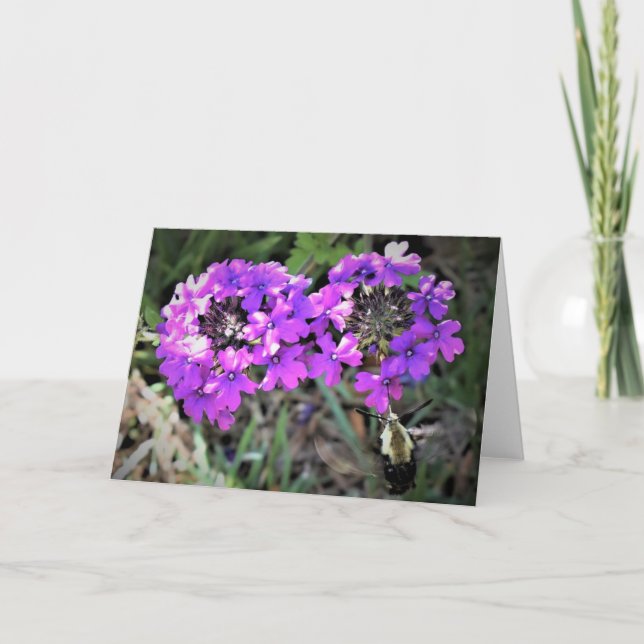 Hummingbird Moth & Verbena, Karte (Vorderseite)