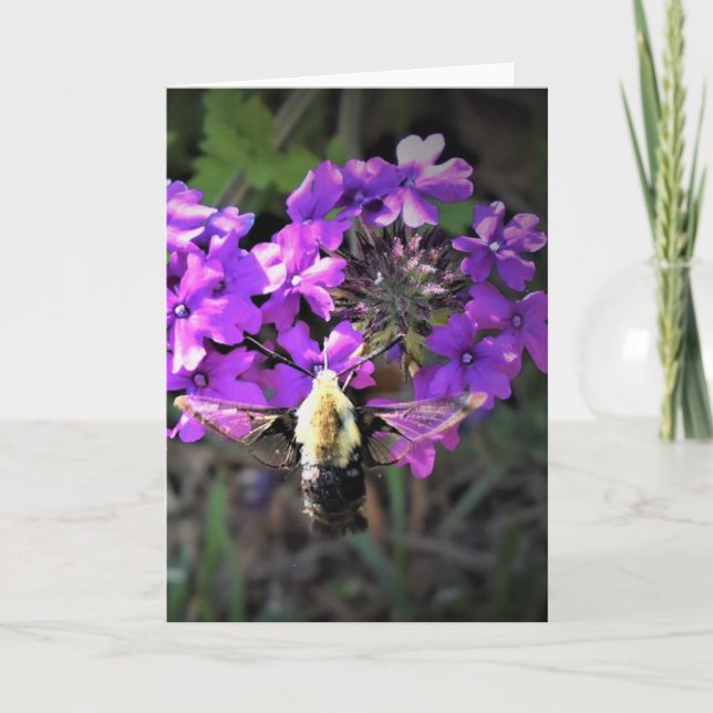 Hummingbird Moth & Verbena, Karte (Vorderseite)
