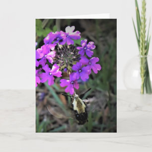 Hummingbird Moth & Verbena, Karte