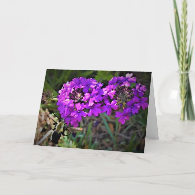 Hummingbird Moth & Verbena, Karte (Vorderseite)