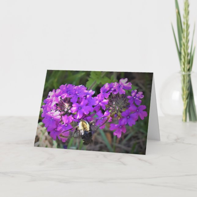 Hummingbird Moth & Verbena, Karte (Vorderseite)