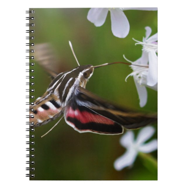 Hummingbird Moth Wire Journal (Devant)