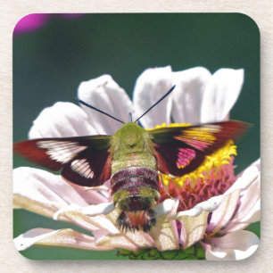 Hummingbird-Motte Getränkeuntersetzer