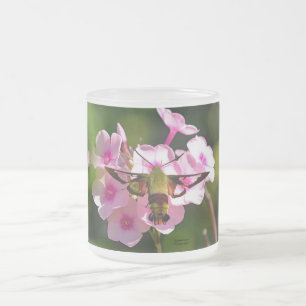 Hummingbird-Motte Mattglastasse