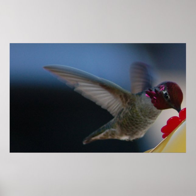 Hummingbird Nah Up ~print~ Poster (Vorne)