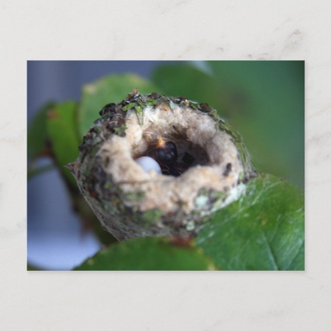 Hummingbird Nest Fotografie Postkarte (Vorderseite)