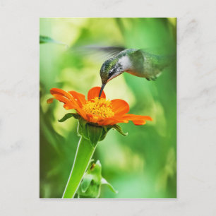 Hummingbird nimmt einen Schluck Postkarte