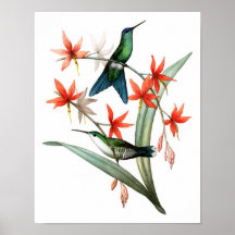 Hummingbird No.12 Antique Vogel Poster Print.