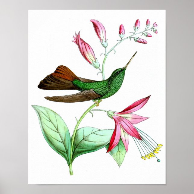 Hummingbird No.3 Antique Natural History Print. Poster (Vorne)